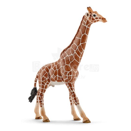 Šleicho žirafos patinas