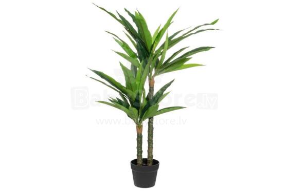4Gyvaujanti dracena 100 cm