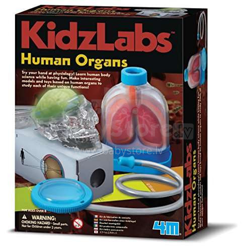 4M žmogaus organų menas.00-03374 Žmogaus organų rinkinys