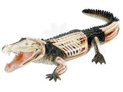 Revell 02095 Krokodilo anatominis modelis 1/15