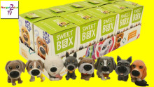 Sweet Box Dog Art.660-00015