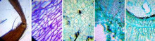 Levenhuk LabZZ M101 69057 straipsnis Mikroskopas vaikams