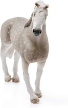 Schleich Horse Art.13859 Holšteino arklys