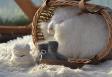 La bebe™ Wool Angora Socks Art.134227 Cloud