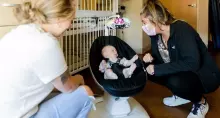 4moms MamaRoo 5.0 Infant Seat Art.227273 Sage pilka revoliucinė supamoji kėdė