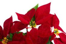 4Living Poinsettia džiuto vazone raudoname 26 cm stende