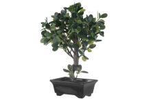 4 Gyvas fikuso bonsai