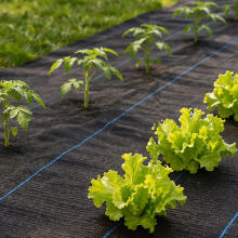 Black UV-resistant agro fabric 150 g/m² weed control mat 1.6×20 m, pins, MultiGarden