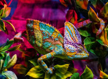 Ravensburger dėlionė 500 vnt Chameleonas