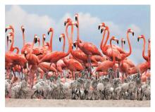 Dino dėlionė 500 vnt. Flamingai