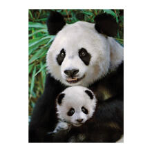 Dino dėlionė 1000 vnt. Panda su kūdikiu
