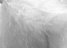 La Bebe™ Feather Art.85098 additional duck feather stuffing