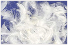 „La Bebe ™“ plunksnos 85098 papildymo papildomas įdaras - 100% baltos pilies plunksnos pasagoms, pagalvėms, antklodėms